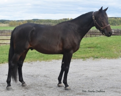 Whipped Eggs 171006-1